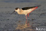 Steltkluut (Himantopus himantopus) 