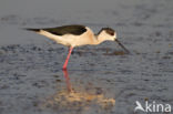 Black-winged Stilt (Himantopus himantopus)