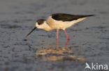 Black-winged Stilt (Himantopus himantopus)