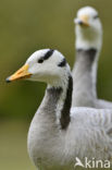 Bar-headed Goose (Anser indicus)