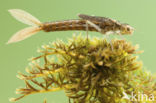 Scarce Blue-tailed Damselfly (Ischnura pumilio)