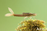 Scarce Blue-tailed Damselfly (Ischnura pumilio)