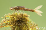 Scarce Blue-tailed Damselfly (Ischnura pumilio)