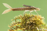 Scarce Blue-tailed Damselfly (Ischnura pumilio)