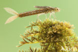 Scarce Blue-tailed Damselfly (Ischnura pumilio)