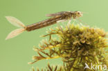 Scarce Blue-tailed Damselfly (Ischnura pumilio)