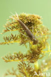 Scarce Blue-tailed Damselfly (Ischnura pumilio)