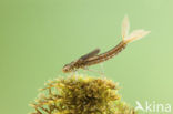 Scarce Blue-tailed Damselfly (Ischnura pumilio)