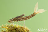 Scarce Blue-tailed Damselfly (Ischnura pumilio)