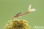 Scarce Blue-tailed Damselfly (Ischnura pumilio)