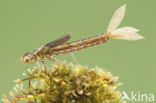 Scarce Blue-tailed Damselfly (Ischnura pumilio)