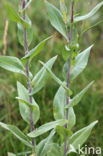 Garden Arabis (Arabis glabra)