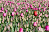 Tulp (Tulipa)