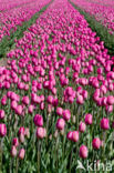 Tulp (Tulipa)