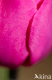 Tulp (Tulipa)