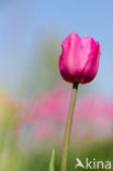 Tulip (Tulipa)