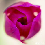 Tulip (Tulipa)