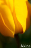 Tulip (Tulipa)