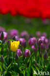 Tulp (Tulipa)