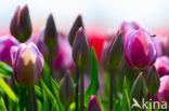 Tulp (Tulipa)