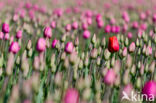 Tulip (Tulipa)