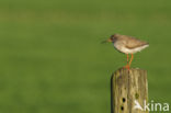 Common Redshank (Tringa totanus)