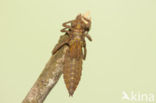 Turkse rombout (Gomphus schneiderii )