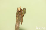 Gomphus schneiderii 