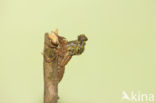 Gomphus schneiderii 