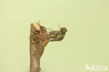 Gomphus schneiderii 