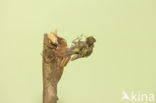 Gomphus schneiderii 