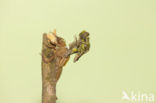 Gomphus schneiderii 