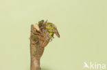 Gomphus schneiderii 