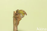 Gomphus schneiderii 