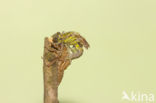 Gomphus schneiderii 