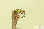 Gomphus schneiderii 