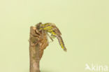 Gomphus schneiderii 