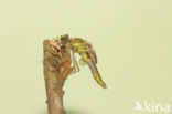 Gomphus schneiderii 