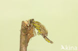 Gomphus schneiderii 