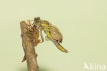 Gomphus schneiderii 