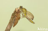 Gomphus schneiderii 