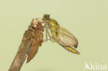 Gomphus schneiderii 