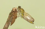 Gomphus schneiderii 