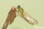 Gomphus schneiderii 