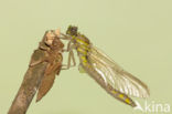 Gomphus schneiderii 