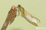 Gomphus schneiderii 