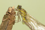 Gomphus schneiderii 