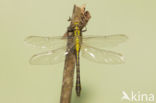 Gomphus schneiderii 