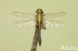 Gomphus schneiderii 
