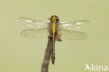 Gomphus schneiderii 